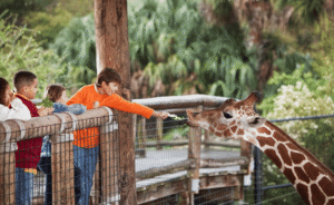 children feeding giraffe at the zoo