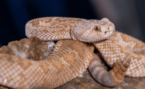 rattlesnake