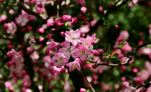 blooming pink flowers