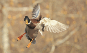 waterfowl in flight